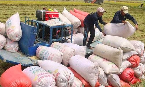 Thủ tướng chỉ đạo nghiên cứu thông tin trên báo chí về xuất khẩu gạo