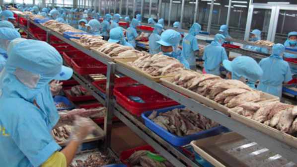 Một số doanh nghiệp thủy sản phản ánh về bất cập trong quy định phạt chậm nộp thuế Giá trị gia tăng khi nhập khẩu lại các lô hàng xuất khẩu bị trả lại tính từ khi xuất khẩu lô hàng.