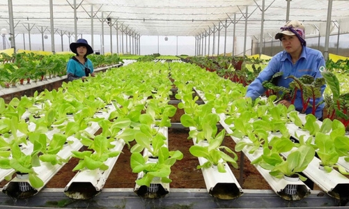 Kiến nghị giảm 50% tiền thuê đất cho hợp tác xã nông nghiệp