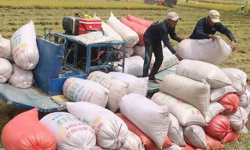 Năm 2020 xuất khẩu gạo đạt 3 tỷ USD, giá tăng kỷ lục
