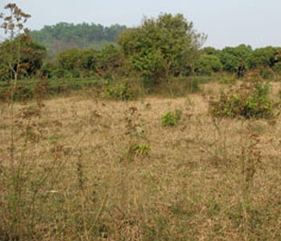 Đất để hoang hóa gây lãng phí nguồn tài nguyên.