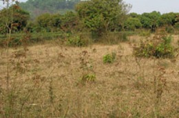 Theo đánh giá của Thủ tướng, vi phạm pháp luật đất đai của các tổ chức trên phạm vi cả nước vẫn còn nhiều, phổ biến ở hầu hết các địa phương.