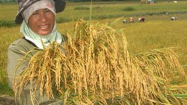 Hạt gạo và những lời hứa 