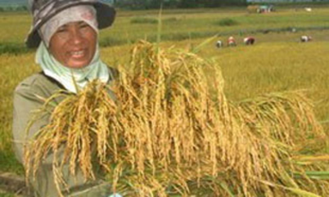 Người trồng lúa mong hạt gạo có đầu ra ổn định.