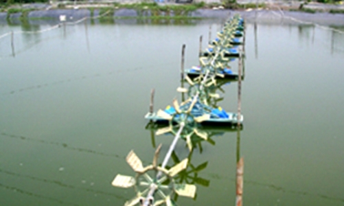 Khủng hoảng cá tra đang “rình rập”