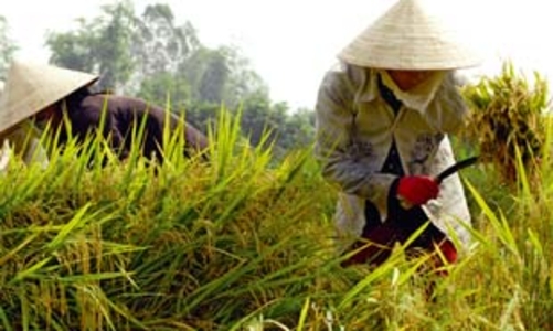 Nông dân trồng lúa lỗ đậm