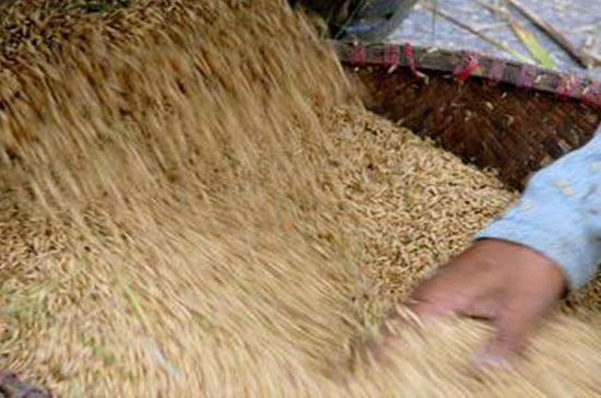 Mỗi năm Việt Nam sản xuất hơn 40 triệu tấn lương thực.