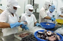 Để có được sản phẩm xuất khẩu cần có sự liên kết từ người nông dân đến doanh nghiệp chế biến và công ty thương mại - Ảnh Hồng Văn.