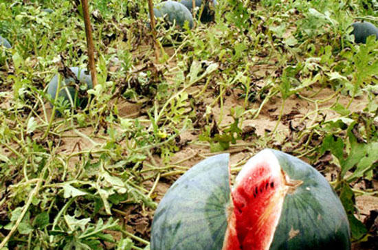 Do giá quá thấp, nhiều nông dân Quảng Nam bỏ dưa ngoài đồng - Ảnh: N.Khôi.