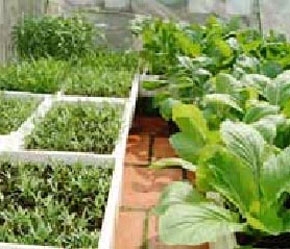 Trồng rau bằng đất sinh học.