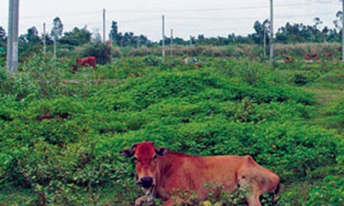 Khu đô thị mới để... chăn bò