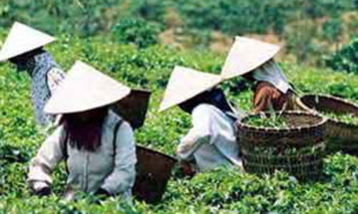 Giá chè xuất khẩu của Việt Nam chỉ bằng 50% thế giới