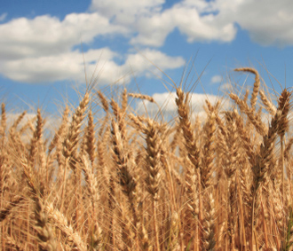 Thế giới đang phải chi khoản tiền lớn cho lương thực, ước tính tăng khoảng 26% so với năm 2007.