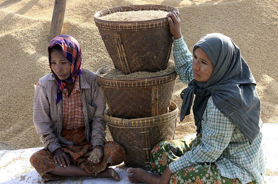 Thế giới đang đối mặt với nguy cơ khủng hoảng lương thực - Ảnh: AP/WSJ.