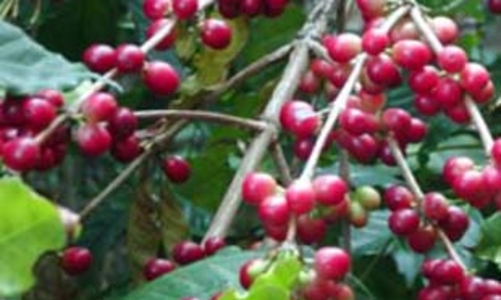 Cà phê trong vòng xoáy trượt giá