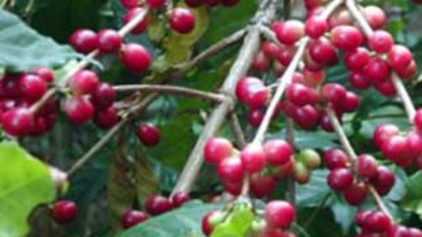 Cà phê trong vòng xoáy trượt giá