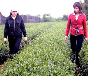 Trồng chè Ô Long ở Lâm Đồng - Ảnh: TT.