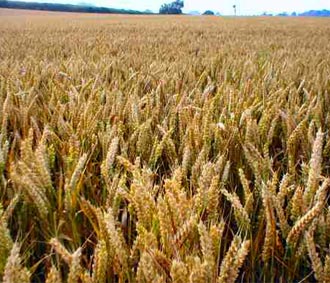 Trợ cấp nông sản vẫn là chủ đề đàm phán phức tạp nhất.