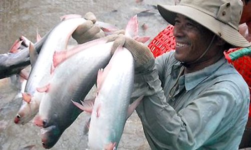 Cá tra và bài toán thoát “ma trận” rào cản