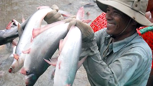 Cá tra và bài toán thoát “ma trận” rào cản