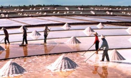 Giá muối rơi tự do, diêm dân vừa cười đã khóc