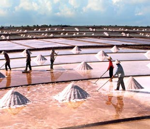 Bạc Liêu là một trong những vựa muối lớn của nước ta.