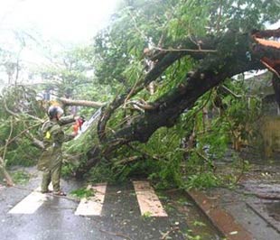 Cây gãy đổ trên đường phố do bão số 9.