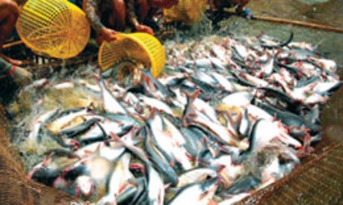 Xuất khẩu thủy sản: Lựa lối để 