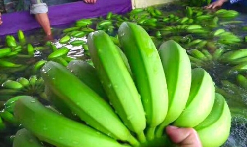 Hoàng Anh Gia Lai bắt đầu thu hoạch chuối từ Campuchia 