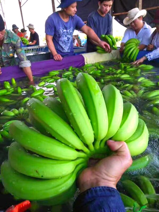 Hoàng Anh Gia Lai đang chuyển trọng tâm sang các loại cây ăn quả.<br>