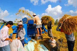 Giá lúa tăng chủ yếu do nhu cầu từ thị trường thế giới.