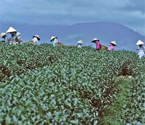 Chè Việt Nam đứng vị trí thứ 6 thế giới về khối lượng xuất khẩu, với sản phẩm khá đa dạng - Ảnh: Christian Puff.