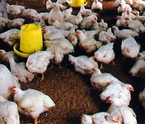 Từng có thời điểm dịch cúm gà luôn làm cho người chăn nuôi lo lắng và thậm chí có những người mất vốn.