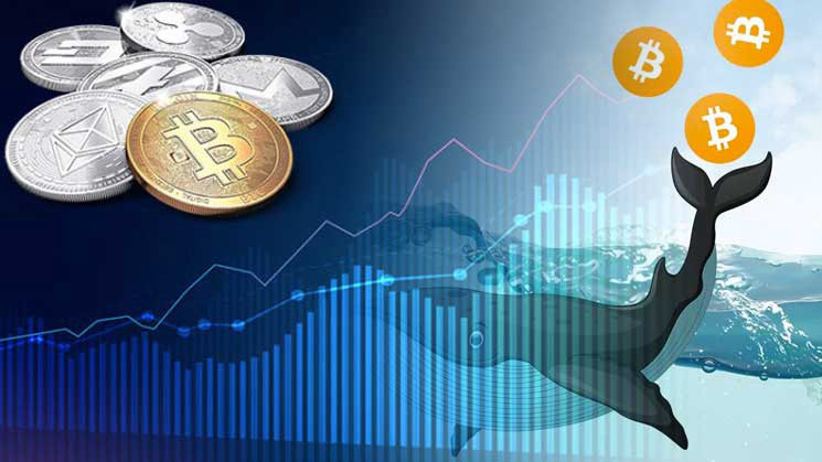 Các nhà đầu tư "cá mập" được cho là đã thao túng giá Bitcoin thời gian qua - Ảnh: CoinDesk