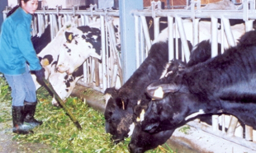 Doanh nghiệp cam kết mua hết sữa nguyên liệu cho nông dân