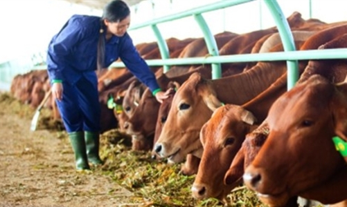 Đàn bò mang về cho Hoàng Anh Gia Lai 3.357 tỷ đồng