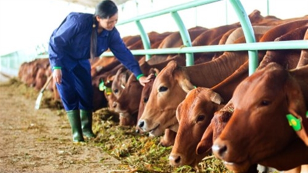 Chăn nuôi bò là lĩnh vực kinh doanh mới của tập đoàn nhưng có đóng góp doanh thu lớn nhất.