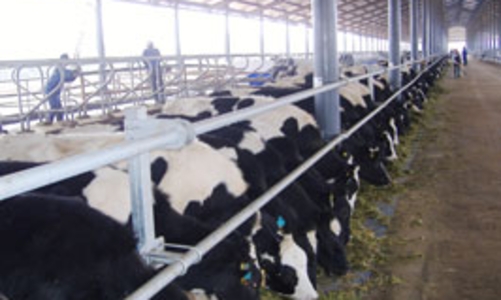 Vinamilk tăng giá thu mua sữa thêm 1.000 đồng/kg