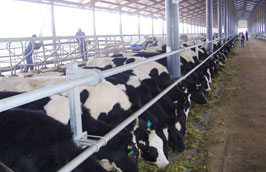 Hiện Vinamilk đang thu mua tới 60% sản lượng sữa của cả nước. 