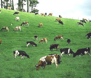 Nhiều nước lo ngại khi Mỹ tái ban hành những biện pháp trợ giá xuất khẩu đối với các sản phẩm sữa - Ảnh minh họa.