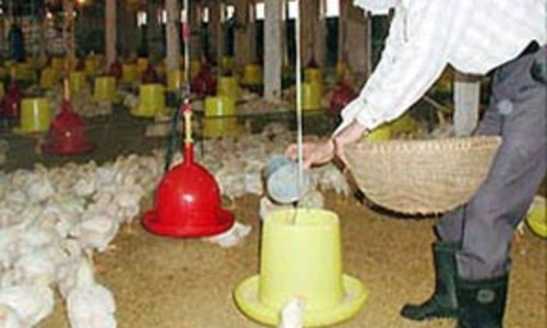 Giảm thuế, thức ăn chăn nuôi... tăng giá