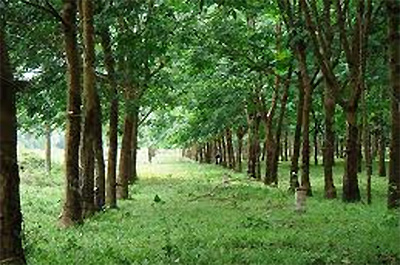 Công ty sẽ xây dựng nhà máy chế biến mủ cao su và sẽ sử dụng hoàn toàn lao động người Lào, đồng thời đảm bảo các yêu cầu về môi trường - Ảnh minh họa.