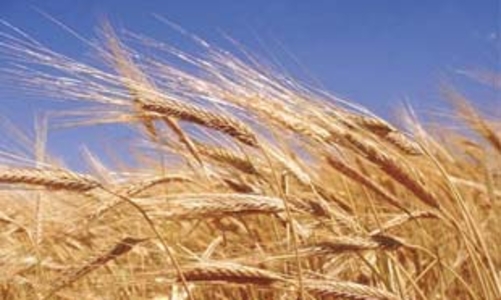 Vì sao giá lương thực thế giới năm nay có thể tăng mạnh?