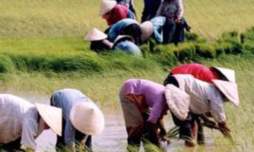 Tiền thu hồi đất lúa có thể gấp đôi giá đất thổ cư