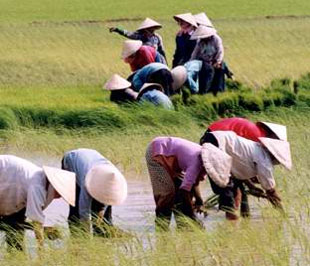 Các vùng có diện tích đất lúa giảm nhiều lại nằm ở hai vựa lúa lớn nhất cả nước.