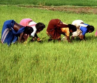 Nông dân trồng lúa ở Ấn Độ.