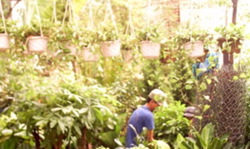 Làm giàu bằng cây cảnh
