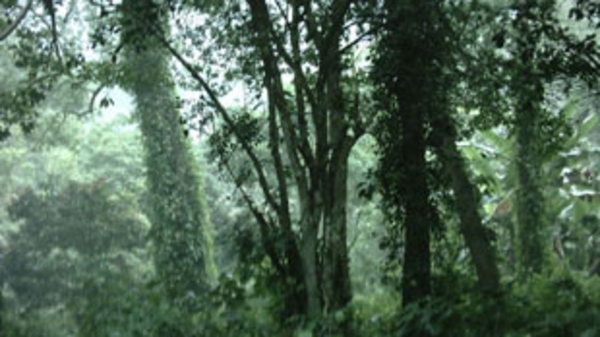 Vì sao nhà đầu tư khó tiếp cận với đất trồng rừng sản xuất?