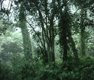 Việc giao đất giao rừng ở nước ta còn nhiều bất cập.