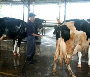 Nông dân sẽ không còn bán sữa gián tiếp cho Vinamilk thông qua đội ngũ vắt sữa thuê - Ảnh: Hồng Văn.